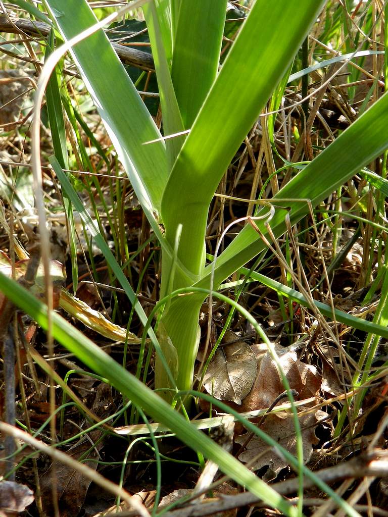 Allium sp. da identificare